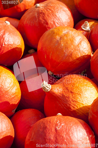 Image of red roter Hokkaido cucurbita pumpkin pumpkins from autumn harves