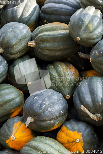 Image of Mesa Queen Eichelkürbis Winterhorn cucurbita pumpkin pumpkins f