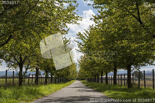 Image of Rural road lined with leafy green trees