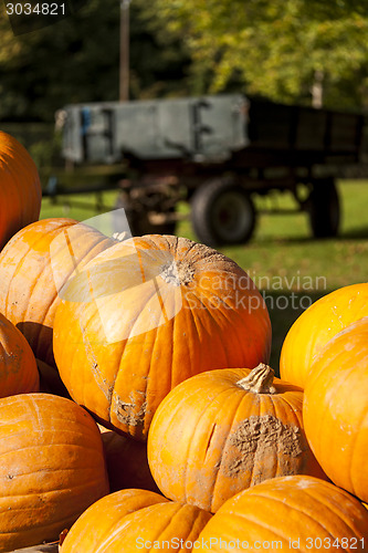 Image of Halloween big Halloween cucurbita pumpkin pumpkins from autumn h