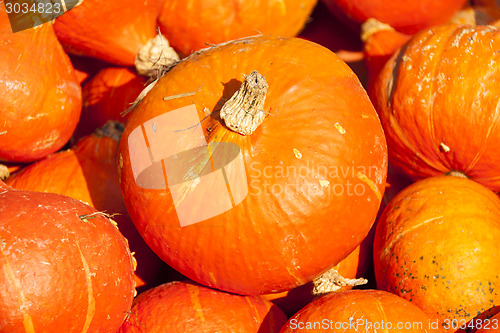 Image of red roter Hokkaido cucurbita pumpkin pumpkins from autumn harves