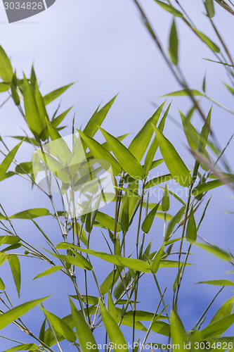 Image of Close Up of Green Plant Against Cloudy Blue Sky