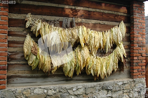 Image of Tobacco