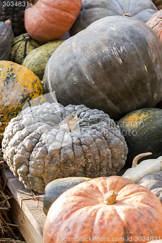 Image of Different maxima and pepo cucurbita pumpkin pumpkins from autumn