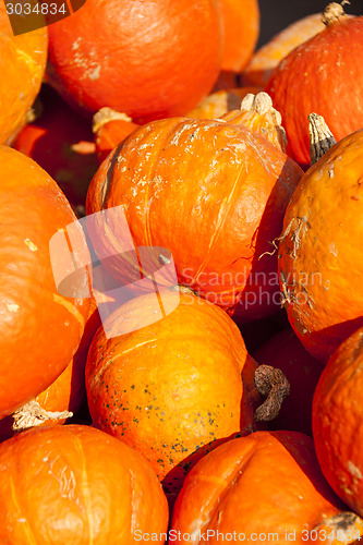 Image of red roter Hokkaido cucurbita pumpkin pumpkins from autumn harves