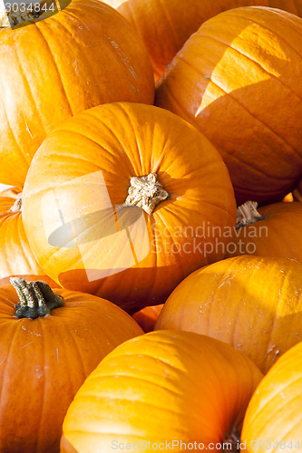 Image of Halloween big Halloween cucurbita pumpkin pumpkins from autumn h