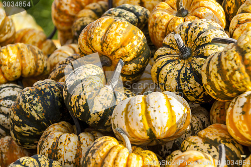 Image of Sweet Lightning Microwave cucurbita pumpkin pumpkins from autumn