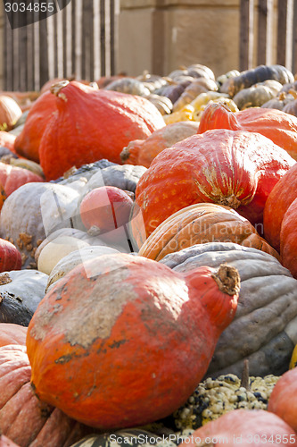 Image of Different maxima and pepo cucurbita pumpkin pumpkins from autumn