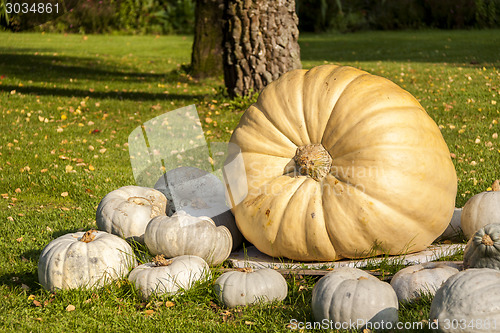 Image of Cucurbita Maxima Giant Pumpkin cucurbita pumpkin pumpkins from a