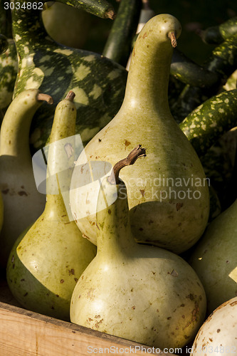 Image of Kalebassenkürbirs cucurbita pumpkin pumpkins from autumn harves