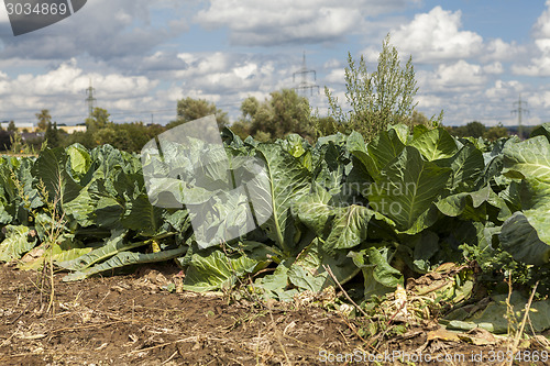 Image of green cabbage plant field outdoor in summer