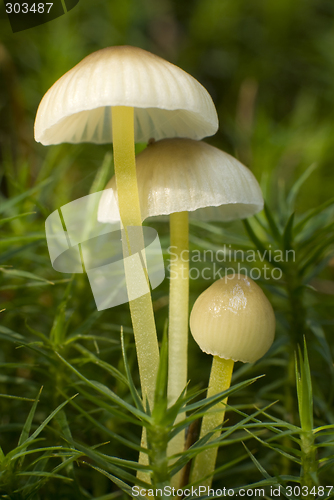 Image of fungi