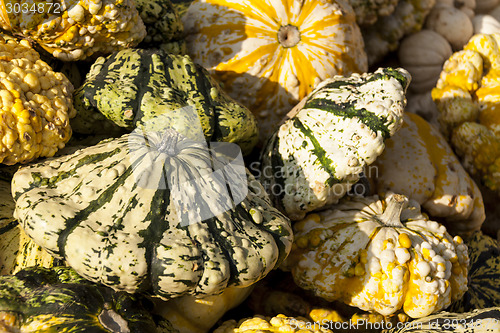 Image of Warted Patission cucurbita pumpkin pumpkins from autumn harvest