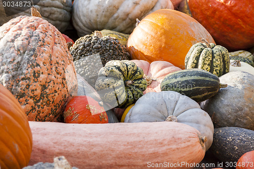 Image of Different maxima and pepo cucurbita pumpkin pumpkins from autumn