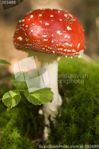 Image of mushroom