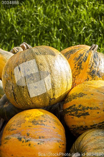 Image of Oil Lady Godiva cucurbita pumpkin pumpkins from autumn harvest 