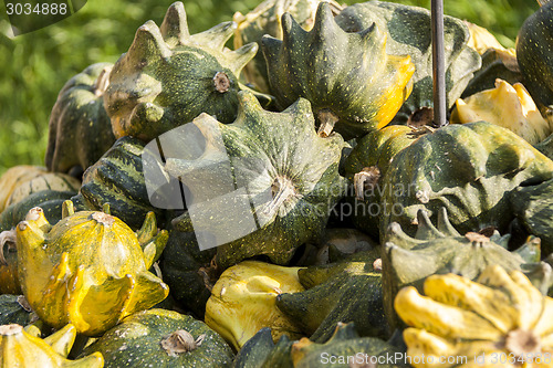 Image of Krönli Teufelskralle devils cucurbita pumpkin pumpkins from aut