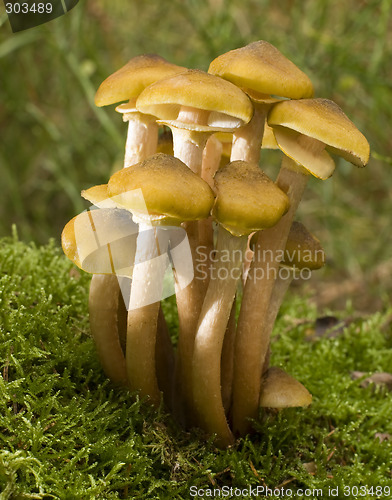 Image of mushroom