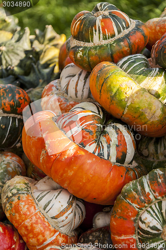 Image of Bischofsmütze Turk Turban cucurbita pumpkin pumpkins from autum