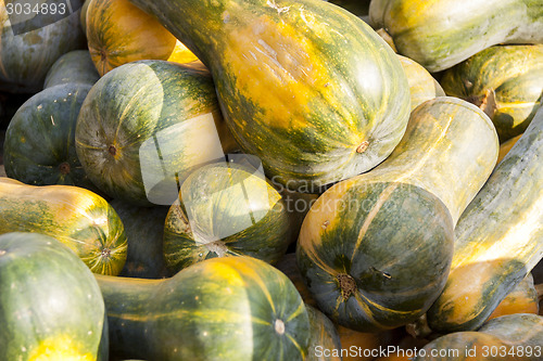 Image of Sonca cucurbita pumpkin pumpkins from autumn harvest