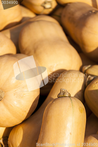 Image of Butternut Butternuss cucurbita pumpkin pumpkins from autumn harv