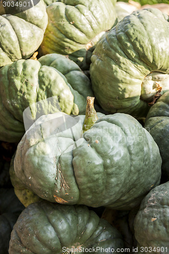 Image of Triamble Tristar cucurbita pumpkin pumpkins from autumn harvest