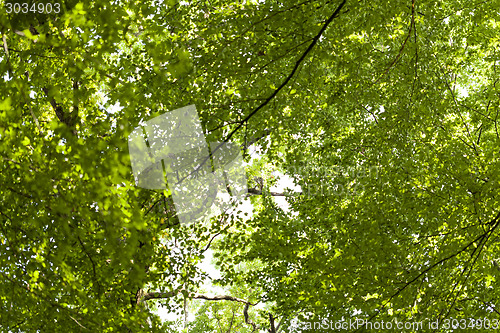 Image of Sun shining through the green leaves on a tree