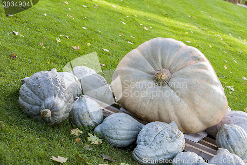 Image of Cucurbita Maxima Giant Pumpkin cucurbita pumpkin pumpkins from a