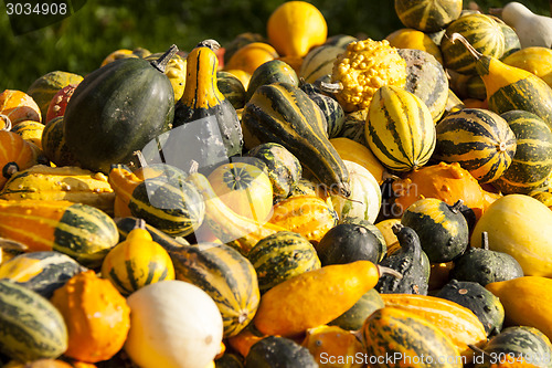 Image of decoration mini pumpkin cucurbita pumpkin pumpkins from autumn h