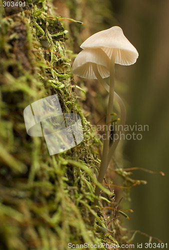 Image of mushroom