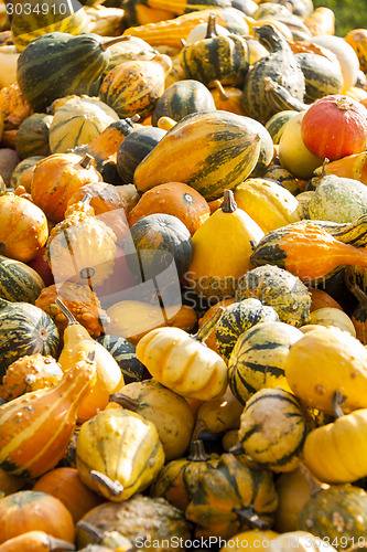 Image of decoration mini pumpkin cucurbita pumpkin pumpkins from autumn h