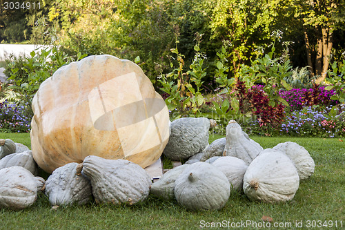 Image of Cucurbita Maxima Giant Pumpkin cucurbita pumpkin pumpkins from a