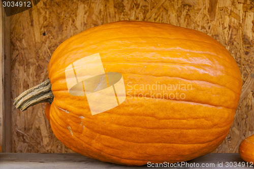 Image of Halloween big Halloween cucurbita pumpkin pumpkins from autumn h