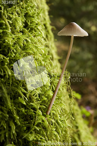 Image of mushroom