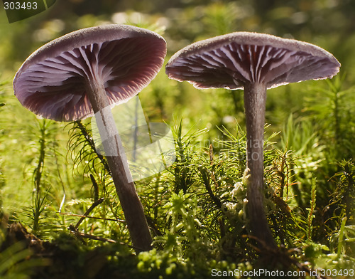 Image of mushroom