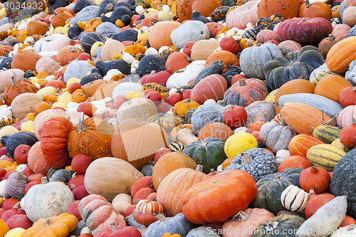 Image of Different maxima and pepo cucurbita pumpkin pumpkins from autumn