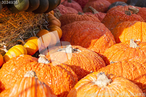 Image of Halloween big Halloween cucurbita pumpkin pumpkins from autumn h