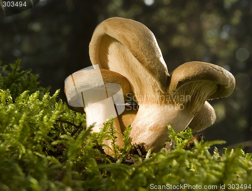 Image of lactarius