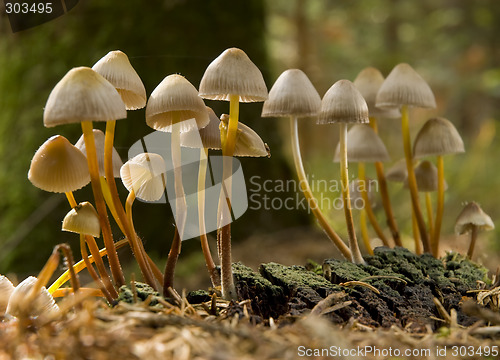 Image of mushroom