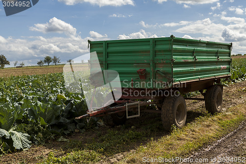 Image of Harvesting fresh cabbages in the field