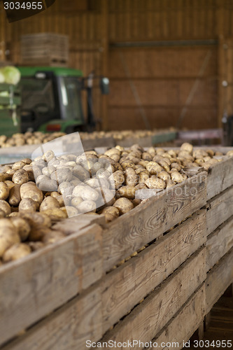 Image of Freshly harvested potatoes and cabbages