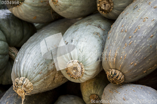 Image of Blue banana grey banana cucurbita pumpkin pumpkins from autumn h