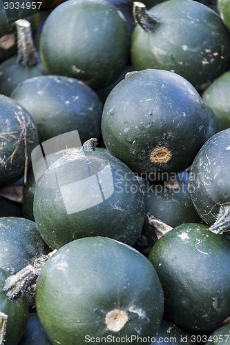 Image of Rondini cucurbita pumpkin pumpkins from autumn harvest