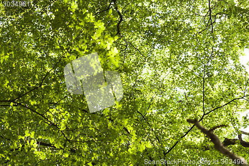 Image of Sun shining through the green leaves on a tree