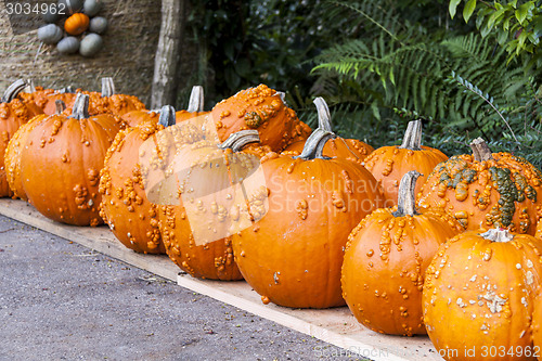 Image of Halloween big Halloween cucurbita pumpkin pumpkins from autumn h