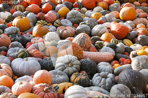 Image of Different maxima and pepo cucurbita pumpkin pumpkins from autumn