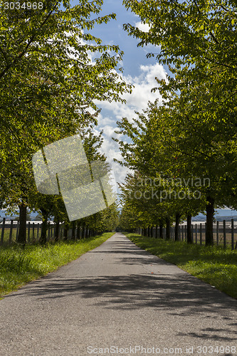 Image of Rural road lined with leafy green trees