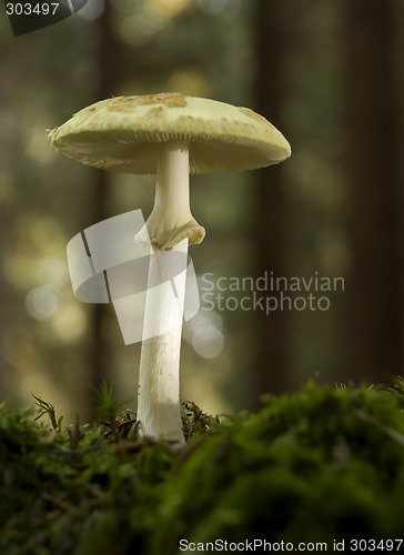 Image of mushroom