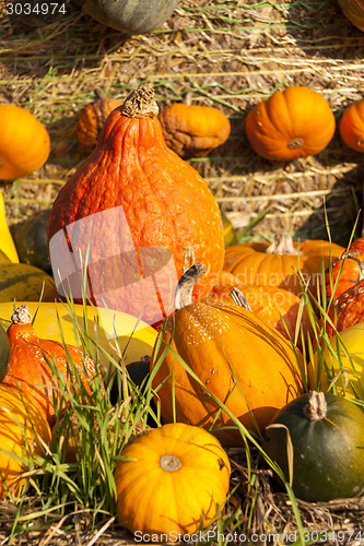 Image of Different maxima and pepo cucurbita pumpkin pumpkins from autumn