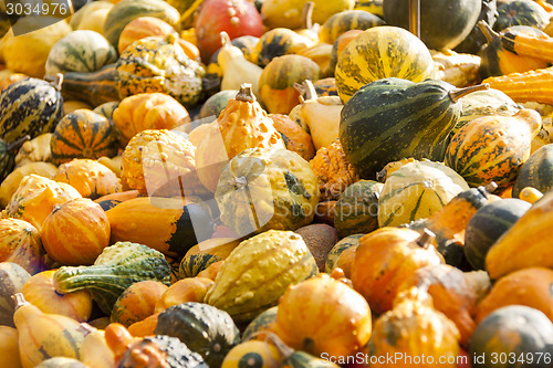 Image of decoration mini pumpkin cucurbita pumpkin pumpkins from autumn h